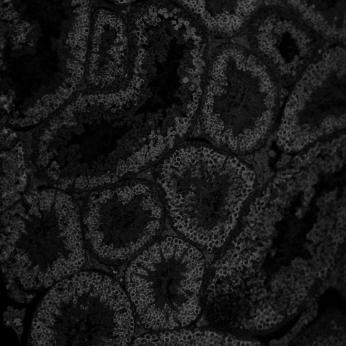 ucla-human-gene-and-cell-therapy-facility-ucla-bscrc